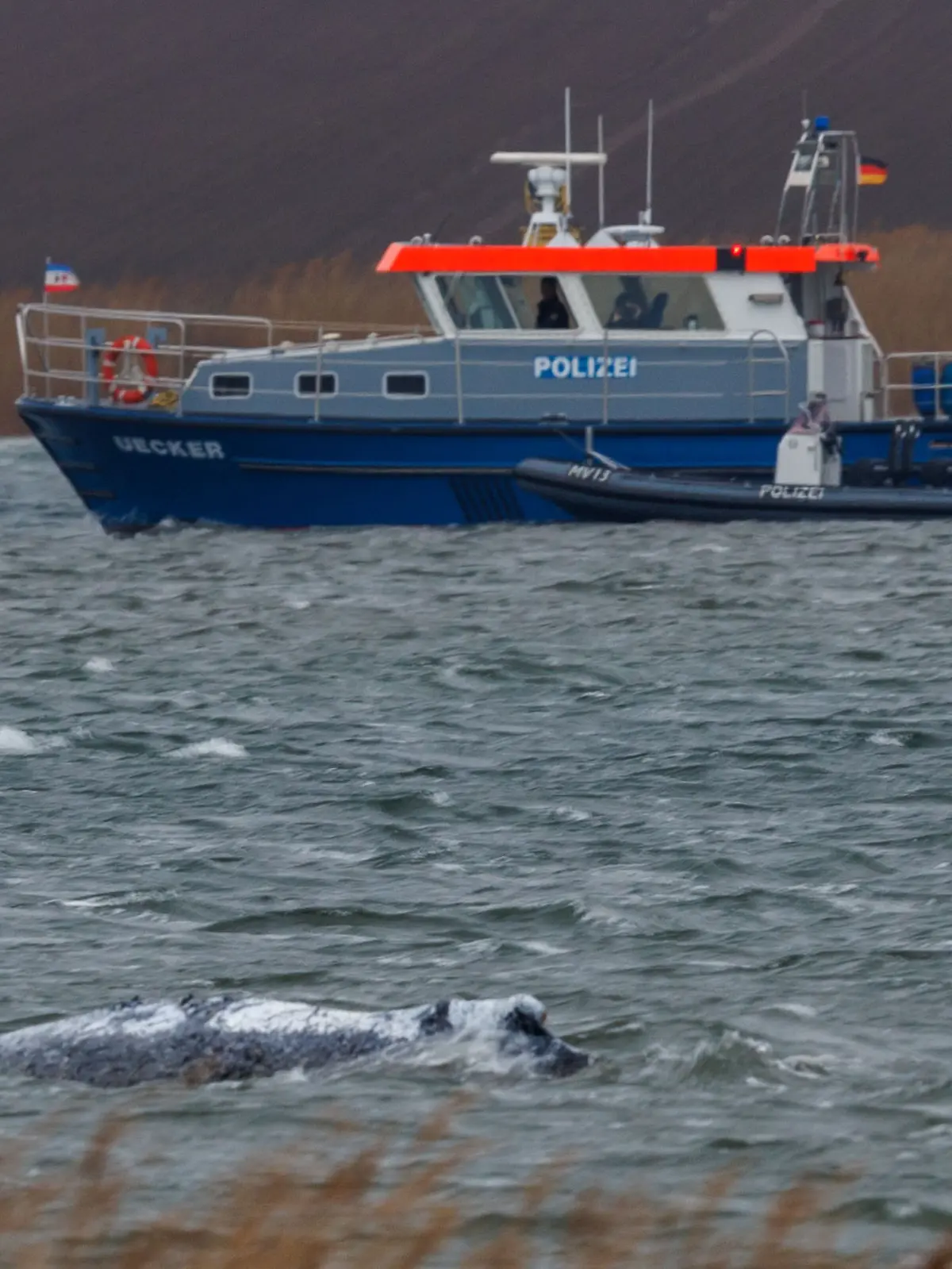 Der Buckelwal schwimmt vor der Insel Poel zuletzt wieder länger an einer Stelle. 