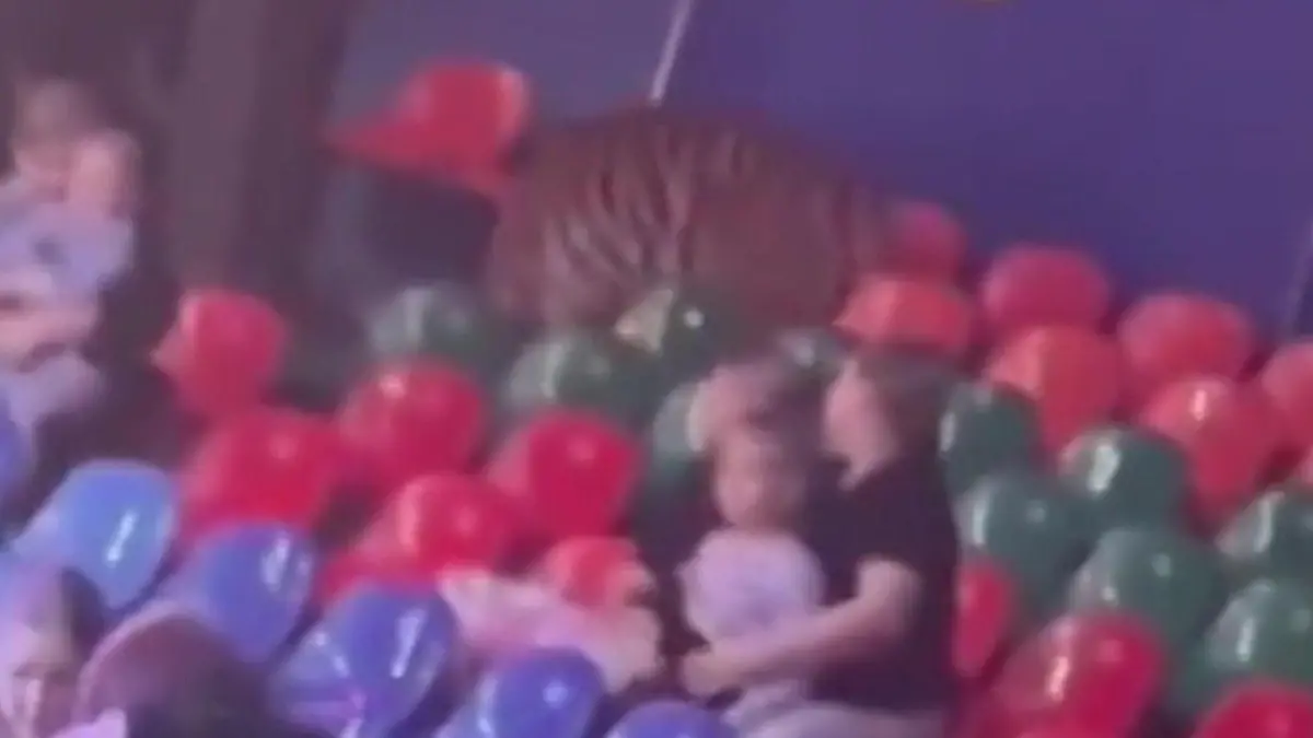 Tiger sorgt für Panik! Raubtier bricht aus Manege aus – und kommt Familien gefährlich nahe In russischem Zirkus