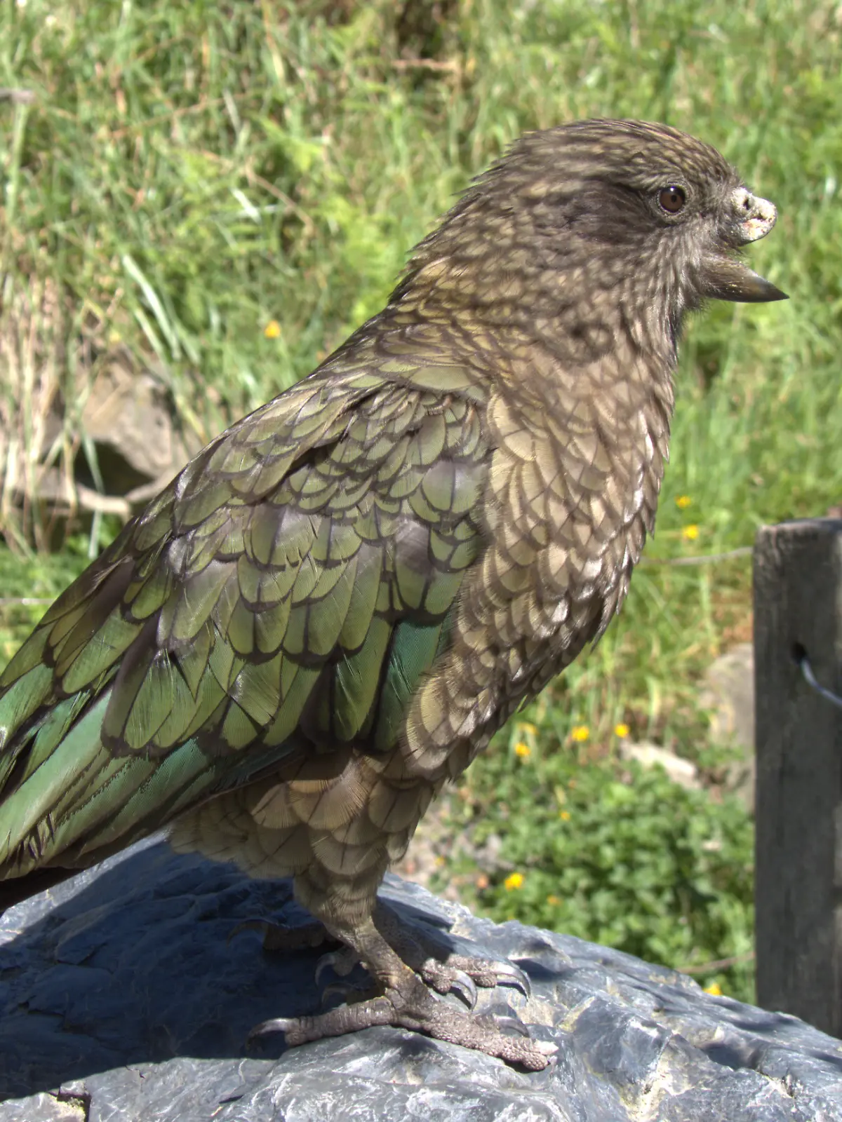 HANDOUT - Der in Neuseeland heimische Kea Bruce sitzt auf einem Stein. Forscher interessieren sich für seine innovative Kampftechnik.

Credit: Alex Grabham

ACHTUNG: Frei nur zur redaktionellen Verwendung im Zusammenhang mit der Berichterstattung über die Studie bei Nennung des Credits. Foto: Alex Grabham