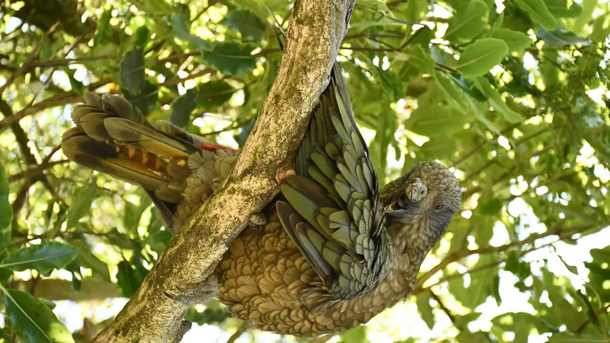HANDOUT - Der in Neuseeland heimische Kea Bruce sitzt auf einem Baum. Forscher interessieren sich für seine innovative Kampftechnik.

Credit: Ximena Nelson

ACHTUNG: Frei nur zur redaktionellen Verwendung im Zusammenhang mit der Berichterstattung über die Studie bei Nennung des Credits. Foto: Alex Grabham