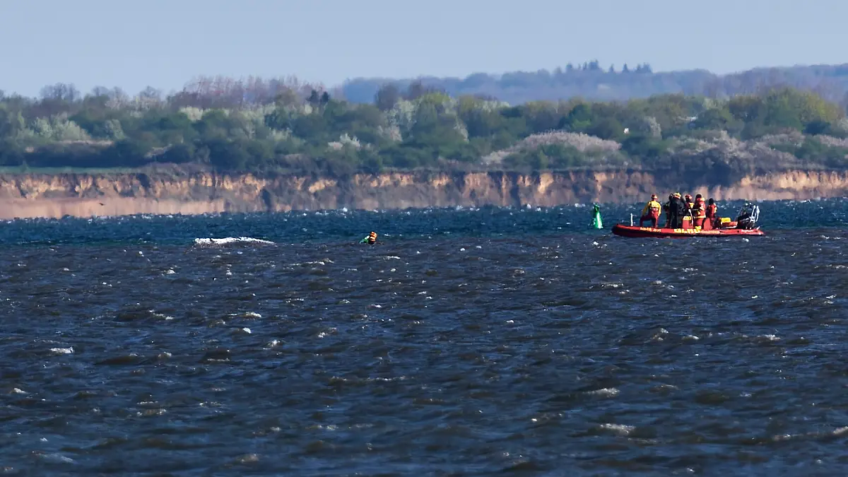 Der Buckelwal liegt wieder vor der Insel Poel. Der bei Wismar gestrandeten Buckelwal hatte sich am Morgen freigeschwommen und hat sich mehrere Kilometer bewegt. Eine privaten Initiative versucht seit Tagen den Wal zu retten. +++ dpa-Bildfunk +++