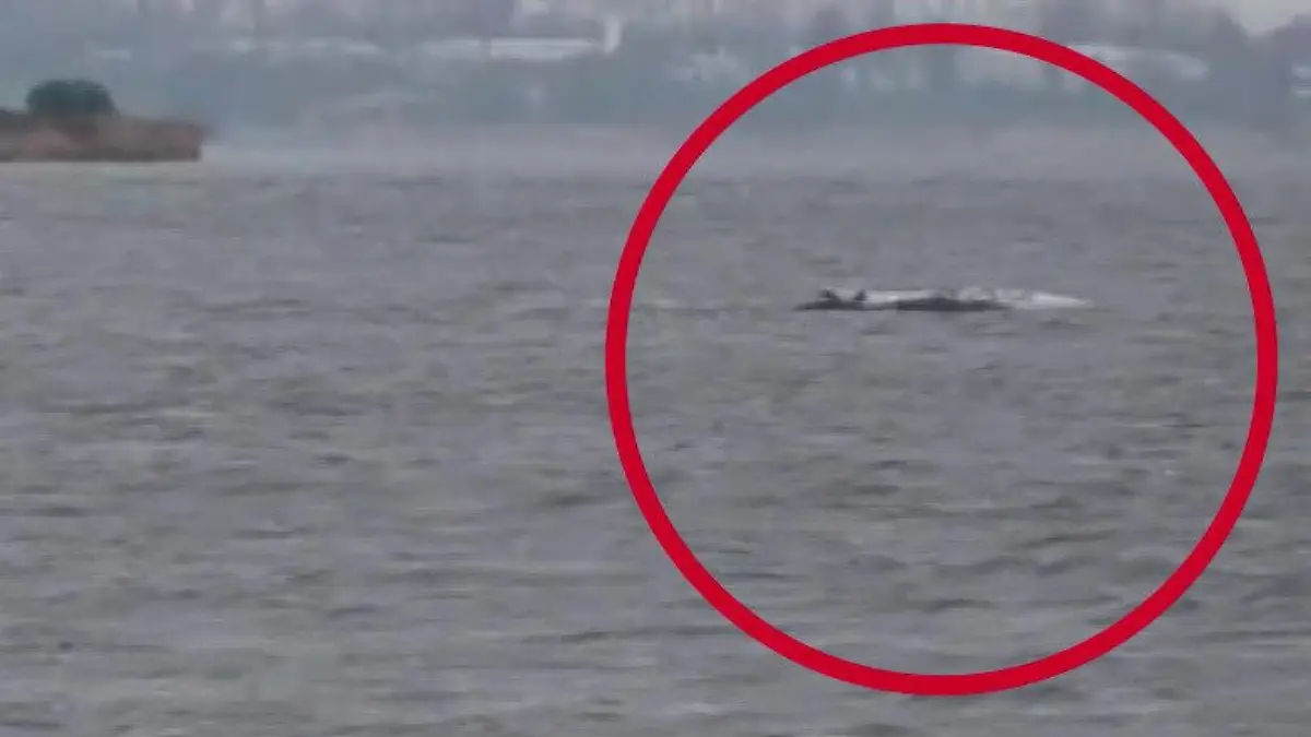 Buckelwal Timmy kämpft weiter vor der Ostseeinsel Poel Hat er noch Überlebenschancen?