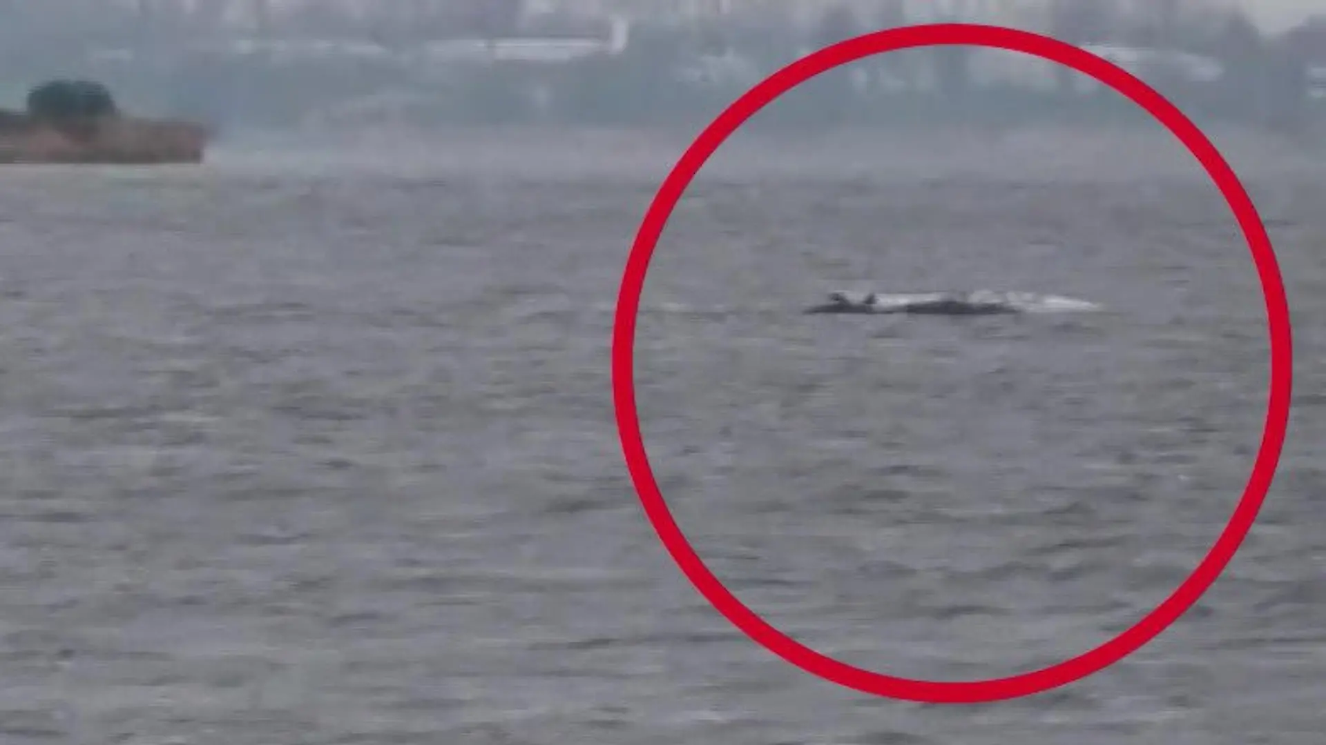 Buckelwal Timmy kämpft weiter vor der Ostseeinsel Poel Hat er noch Überlebenschancen?