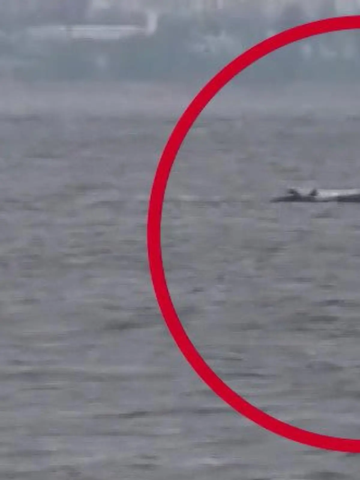 Bild zu: "Buckelwal Timmy kämpft weiter vor der Ostseeinsel Poel"