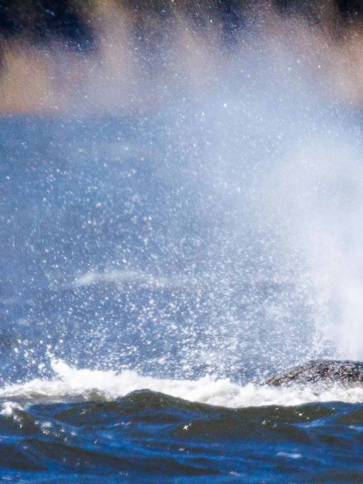 Bild zu: "Zoff bei den Wal-Rettern: Sprecherin der Privatinitiative tritt zurück"