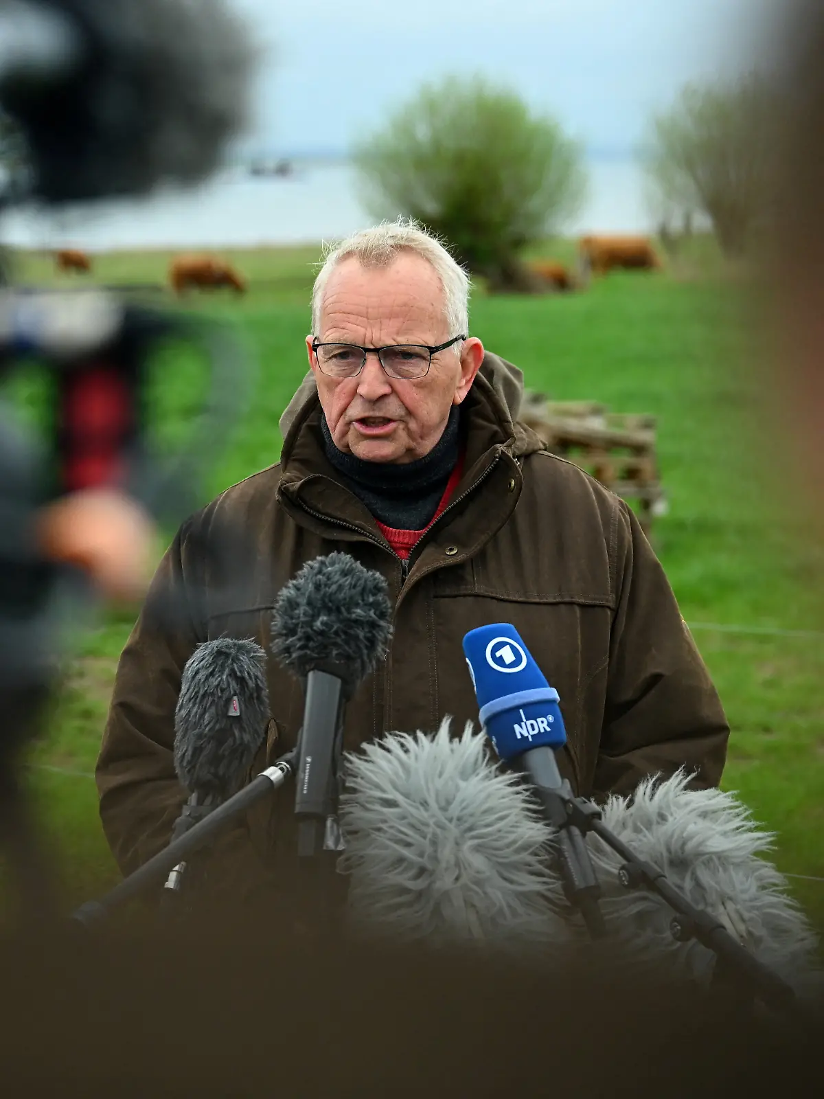 Humpback whale lies on a sandbank off the Baltic island of Poel