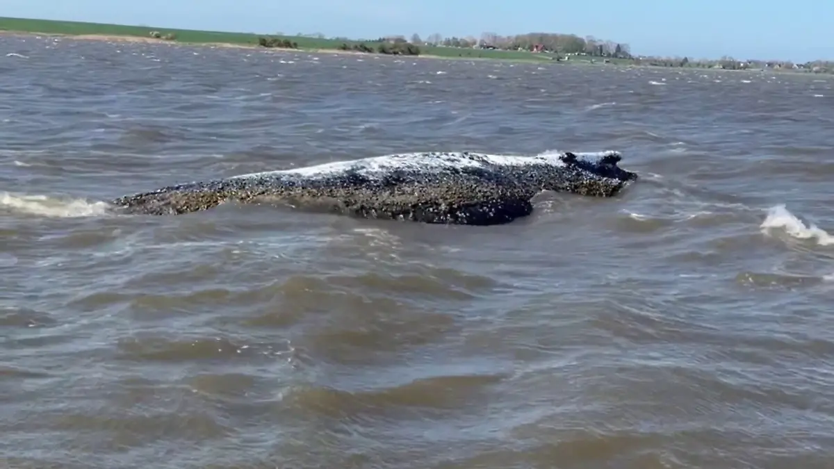 Schon wieder gestrandet: Buckelwal Timmy liegt erneut auf einer Sandbank