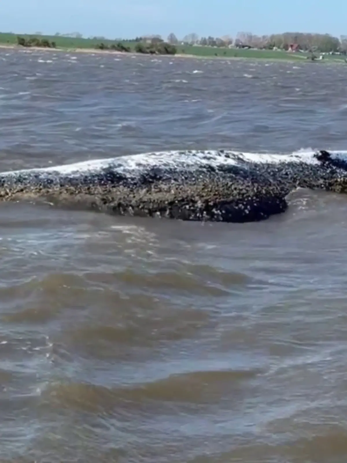 Schon wieder gestrandet: Buckelwal Timmy liegt erneut auf einer Sandbank