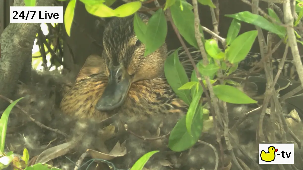 Ente auf dem RTL-Dach
