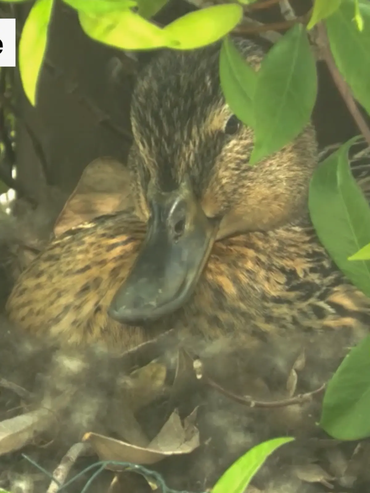 Ente auf dem RTL-Dach