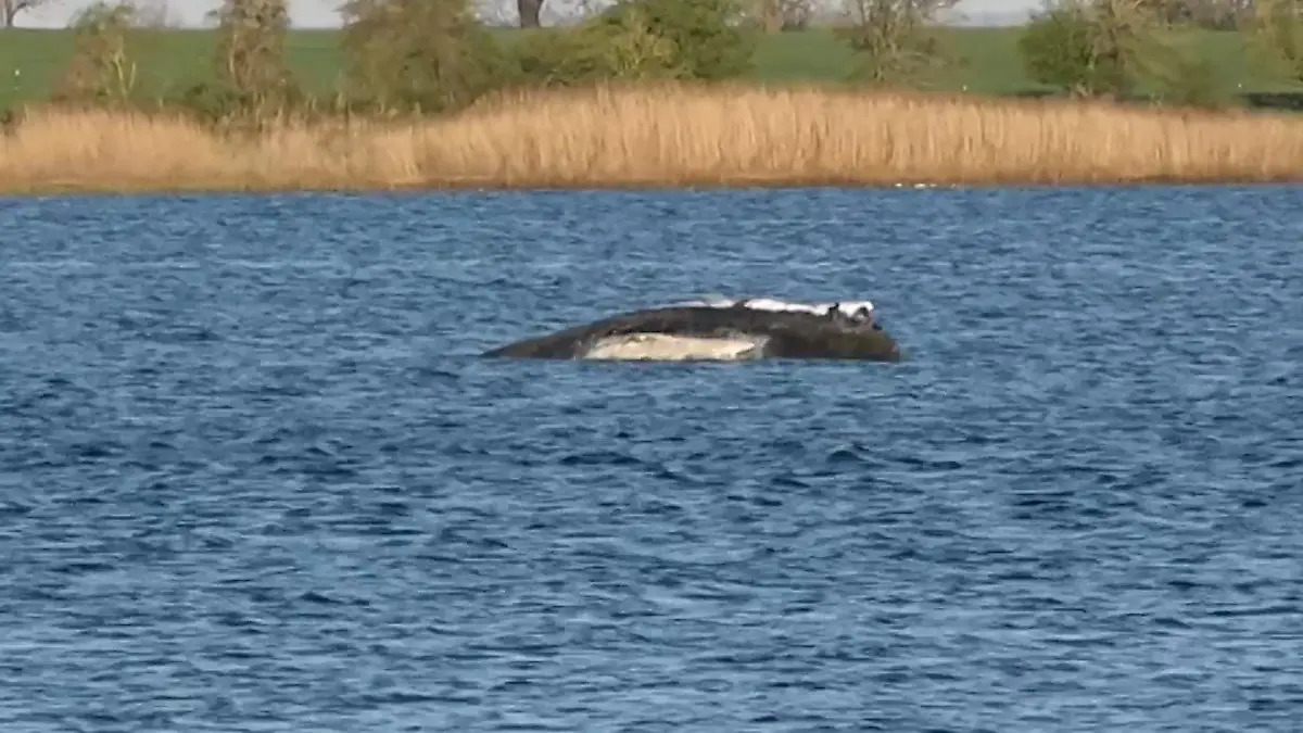 Mehrere Helfer werfen das Handtuch Zoff bei den Wal-Rettern