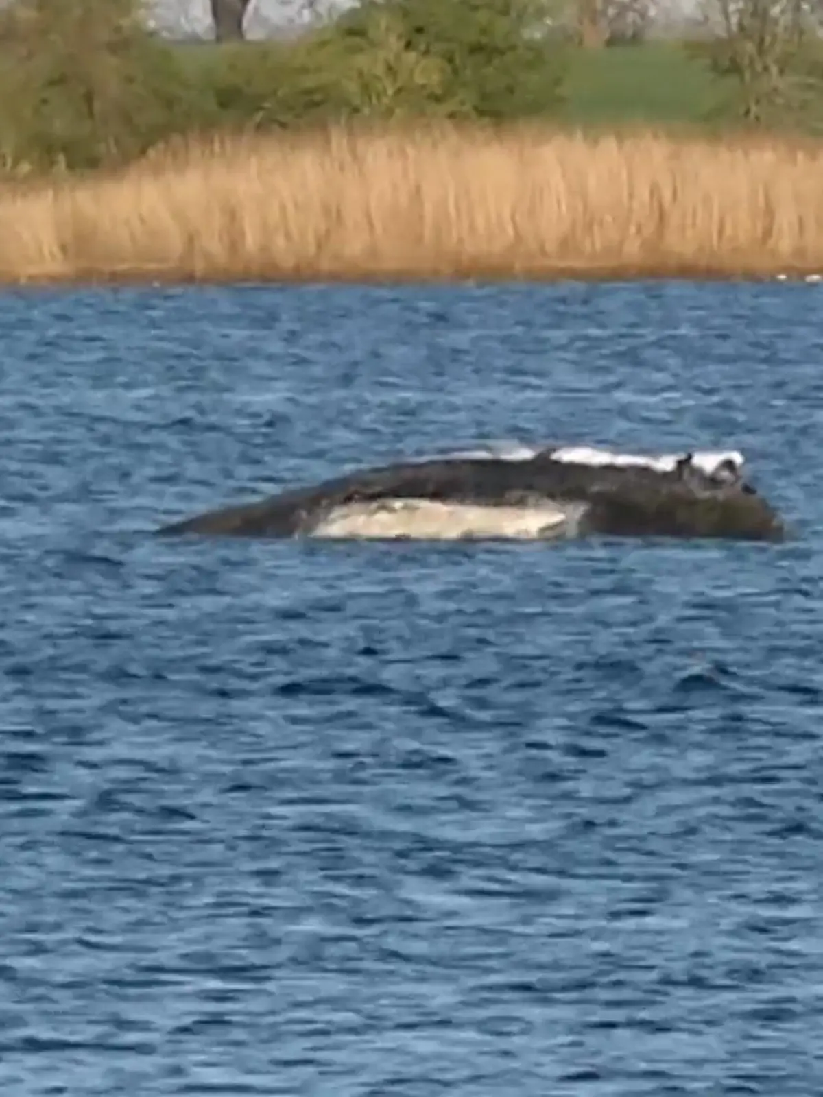 Bild zu: "Mehrere Helfer werfen das Handtuch"