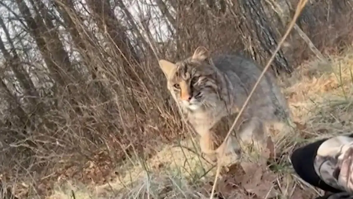 Raubtier lauert hinter Jäger (19)! Luchs greift plötzlich Teenager an Schock bei Truthahn-Jagd