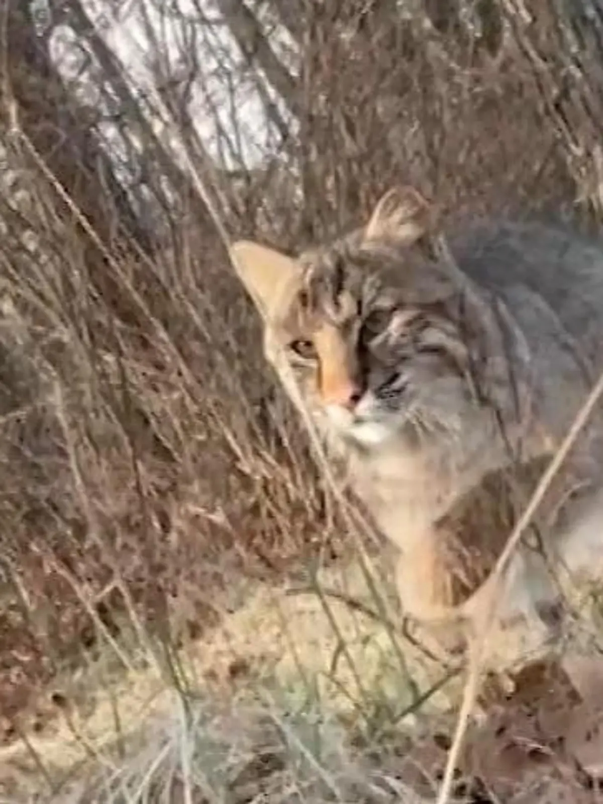 Bild zu: "Raubtier lauert hinter Jäger (19)! Luchs greift plötzlich Teenager an"