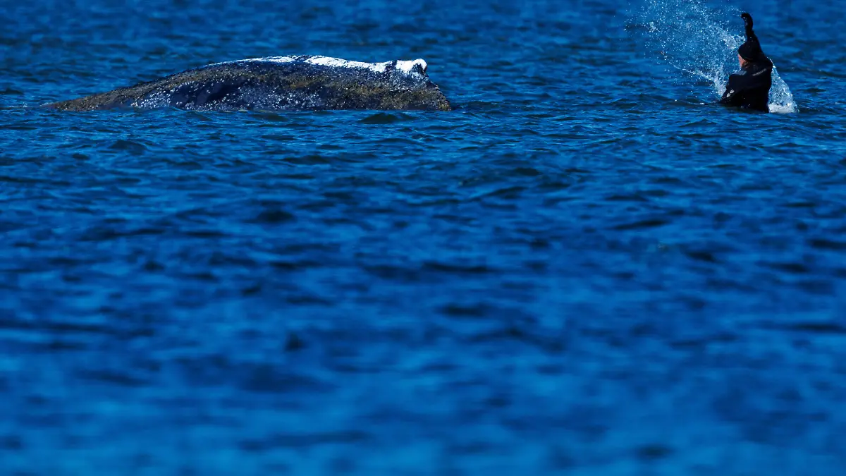 Ein Helfer ist direkt am Buckelwal vor der Insel Poel im Einsatz und bespritzt das Tier mit Wasser. Der Wal liegt an der gleichen Stelle wie am Vorabend. Wegen des gesunkenen Wasserstands ragt das Tier weiter aus dem Wasser und sein Gewicht drückt stärker auf seine inneren Organe.
