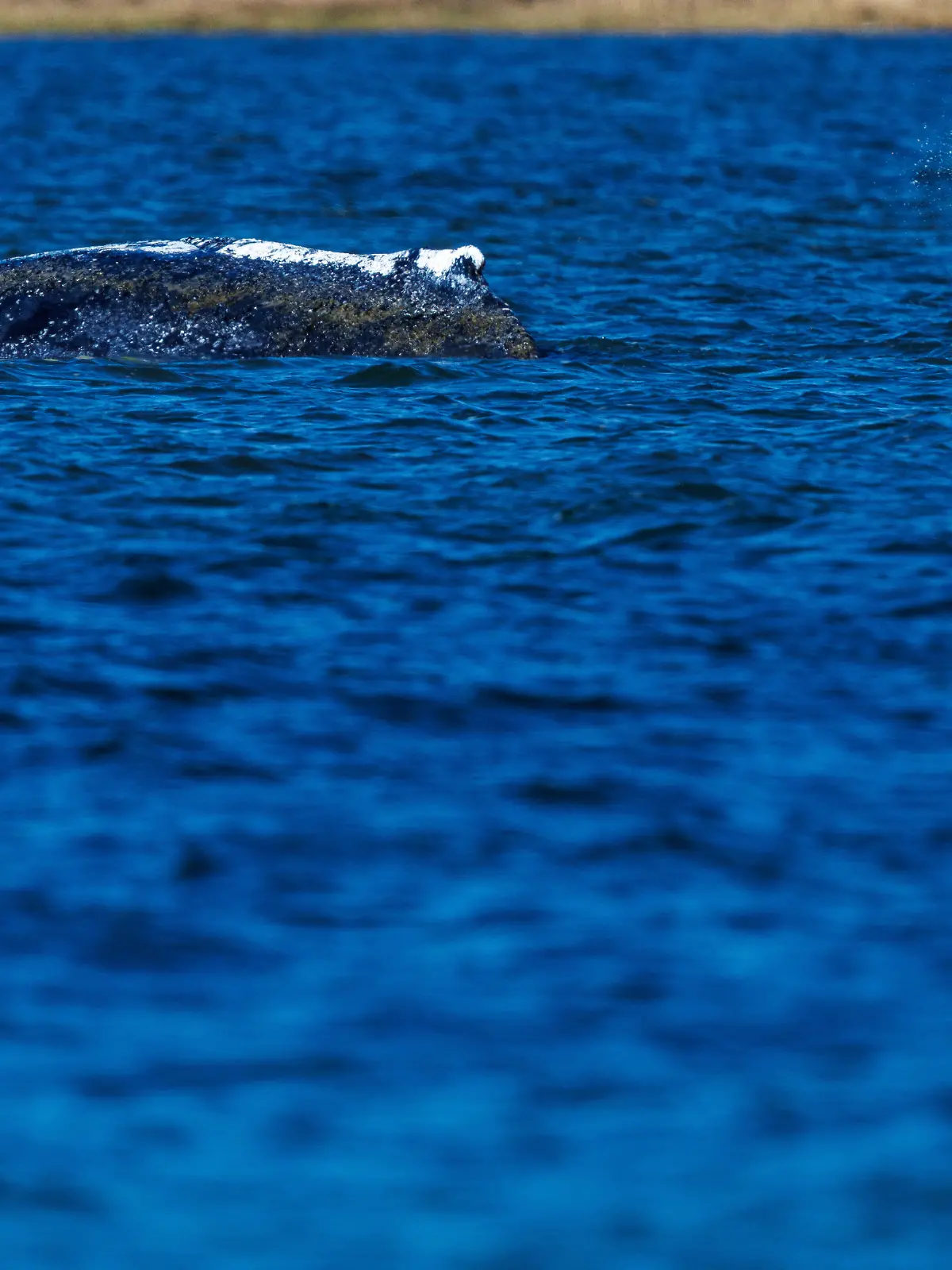 Ein Helfer ist direkt am Buckelwal vor der Insel Poel im Einsatz und bespritzt das Tier mit Wasser. Der Wal liegt an der gleichen Stelle wie am Vorabend. Wegen des gesunkenen Wasserstands ragt das Tier weiter aus dem Wasser und sein Gewicht drückt stärker auf seine inneren Organe.
