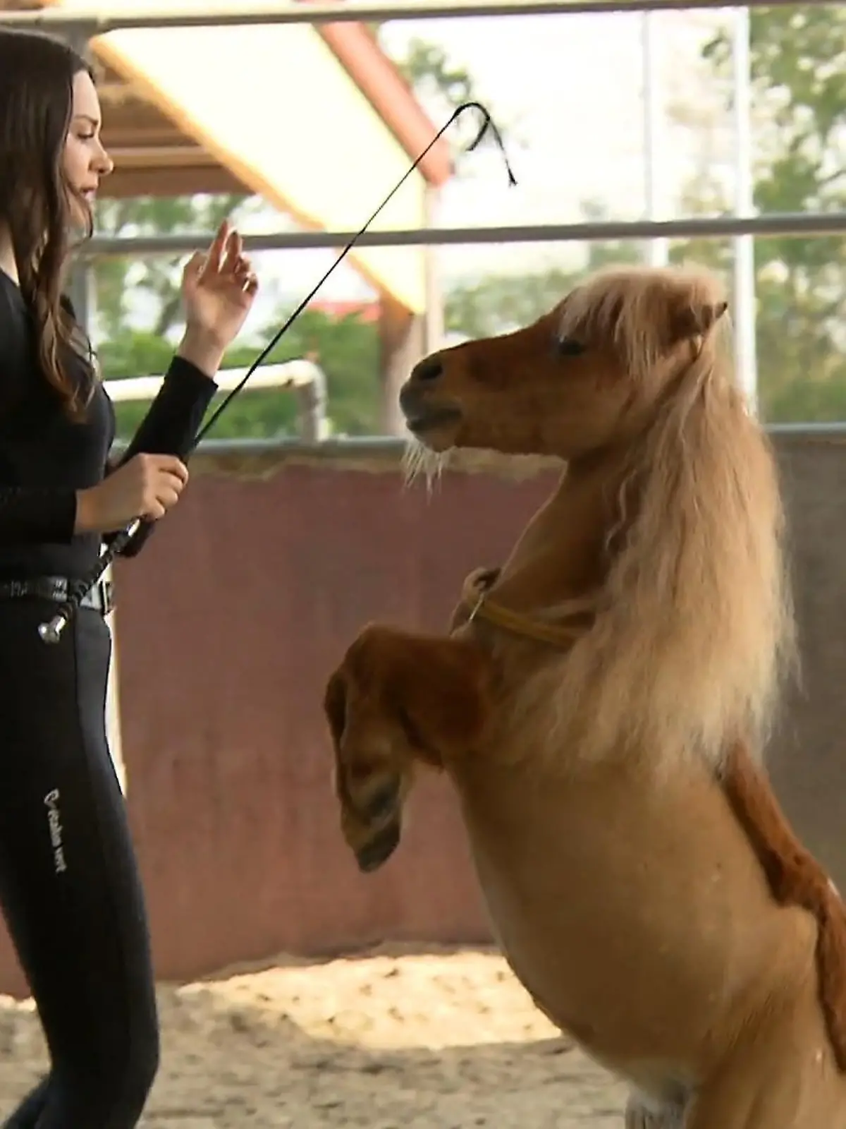 Bild zu: "Creator Award für Pferde-Influencer"