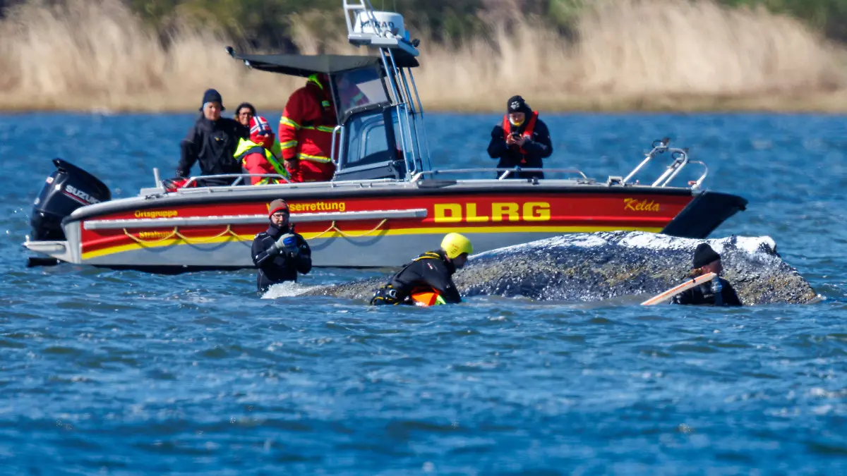 Helfer sind direkt am Buckelwal vor der Insel Poel im Einsatz und bespritzen das Tier mit Wasser. Der Wal liegt an der gleichen Stelle wie am Vorabend. Eine privaten Initiative versucht seit Tagen den Wal zu retten.