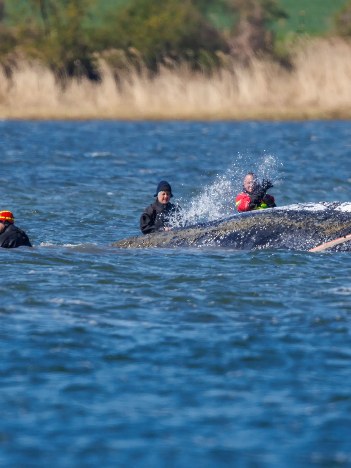 Helfer sind direkt am Buckelwal vor der Insel Poel im Einsatz und bespritzen das Tier mit Wasser. Der Wal liegt an der gleichen Stelle wie am Vorabend. Eine privaten Initiative versucht seit Tagen den Wal zu retten. +++ dpa-Bildfunk +++