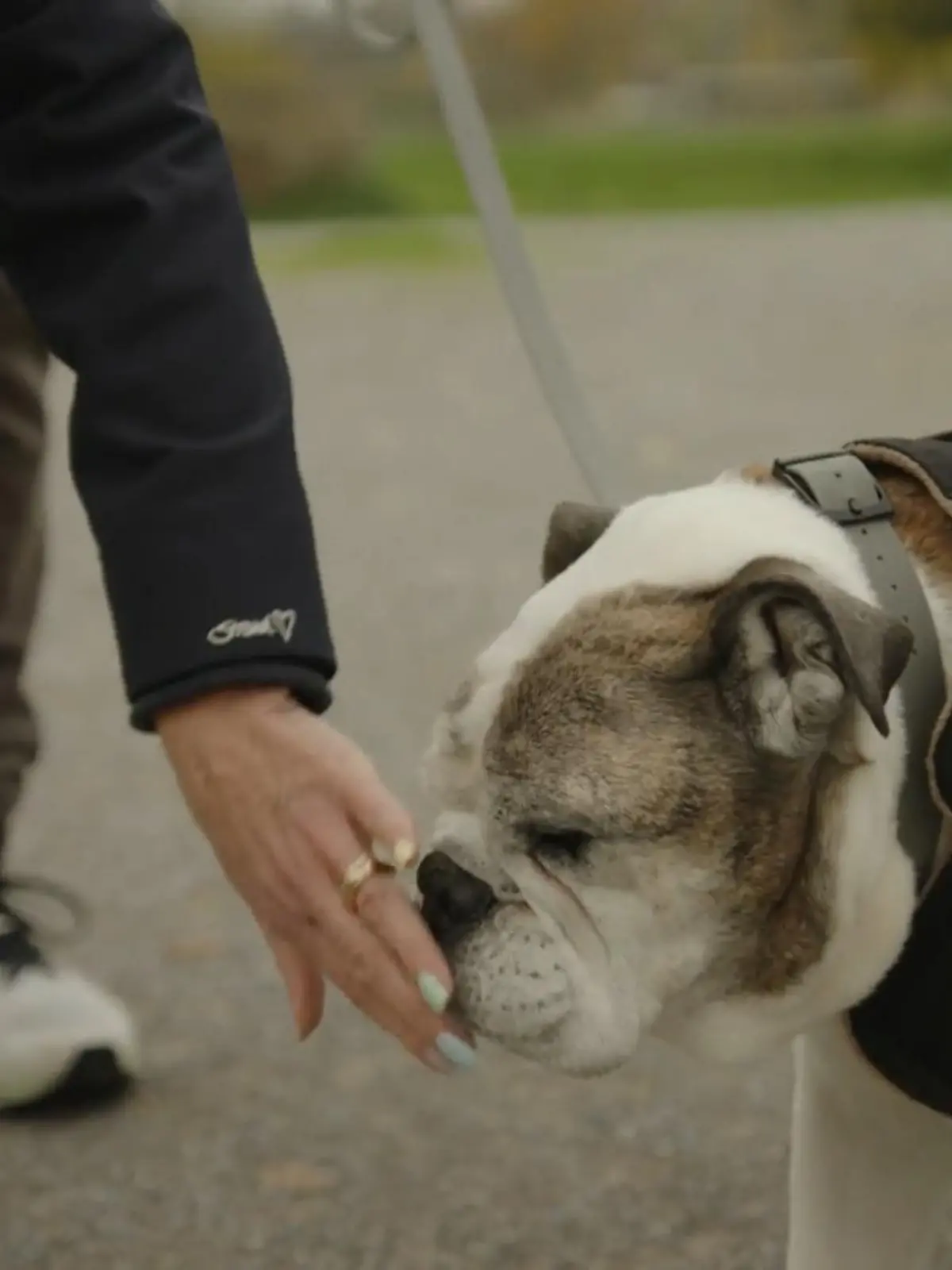 Bild zu: "Detlef Steves trauert um seinen Hund"