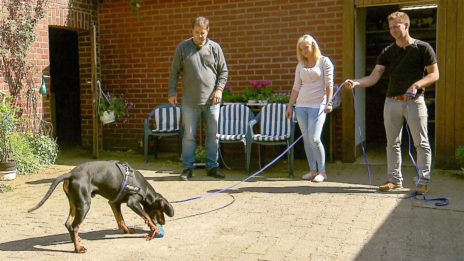 Der polnische Jagdhund Sam hält alle auf Trab