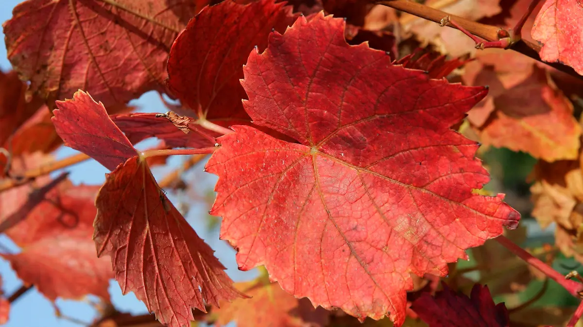 Ein Blatt in rotem Weinlaub