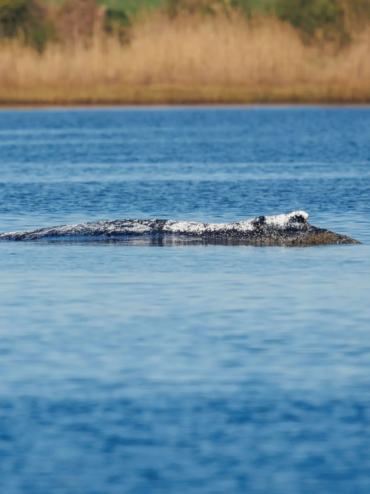 Buckelwal Timmy liegt vor der Insel Poel an der gleichen Stelle wie am Vorabend