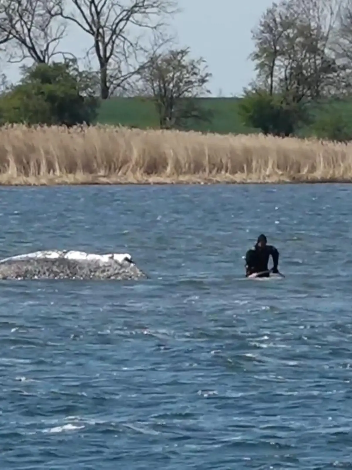 Bild zu: "Tierärztin erhebt schwere Vorwürfe! Jetzt zerfleischt sich das Wal-Team selbst"