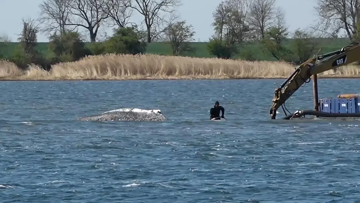 Tierärztin erhebt schwere Vorwürfe! Jetzt zerfleischt sich das Wal-Team selbst Eigenes Ego statt echte Rettung?
