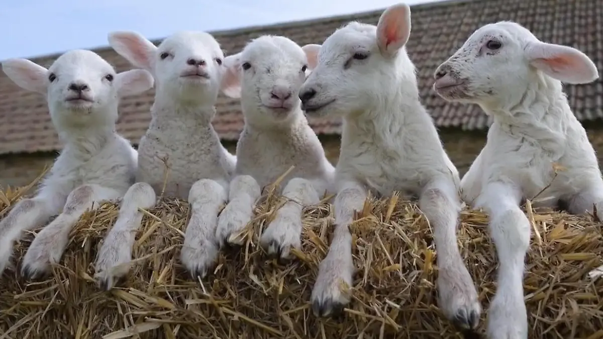 Familie erlebt Wunder erneut – diese Fünflings-Geburt ist eine echte Sensation! Flauschiger Nachwuchs auf Bauernhof