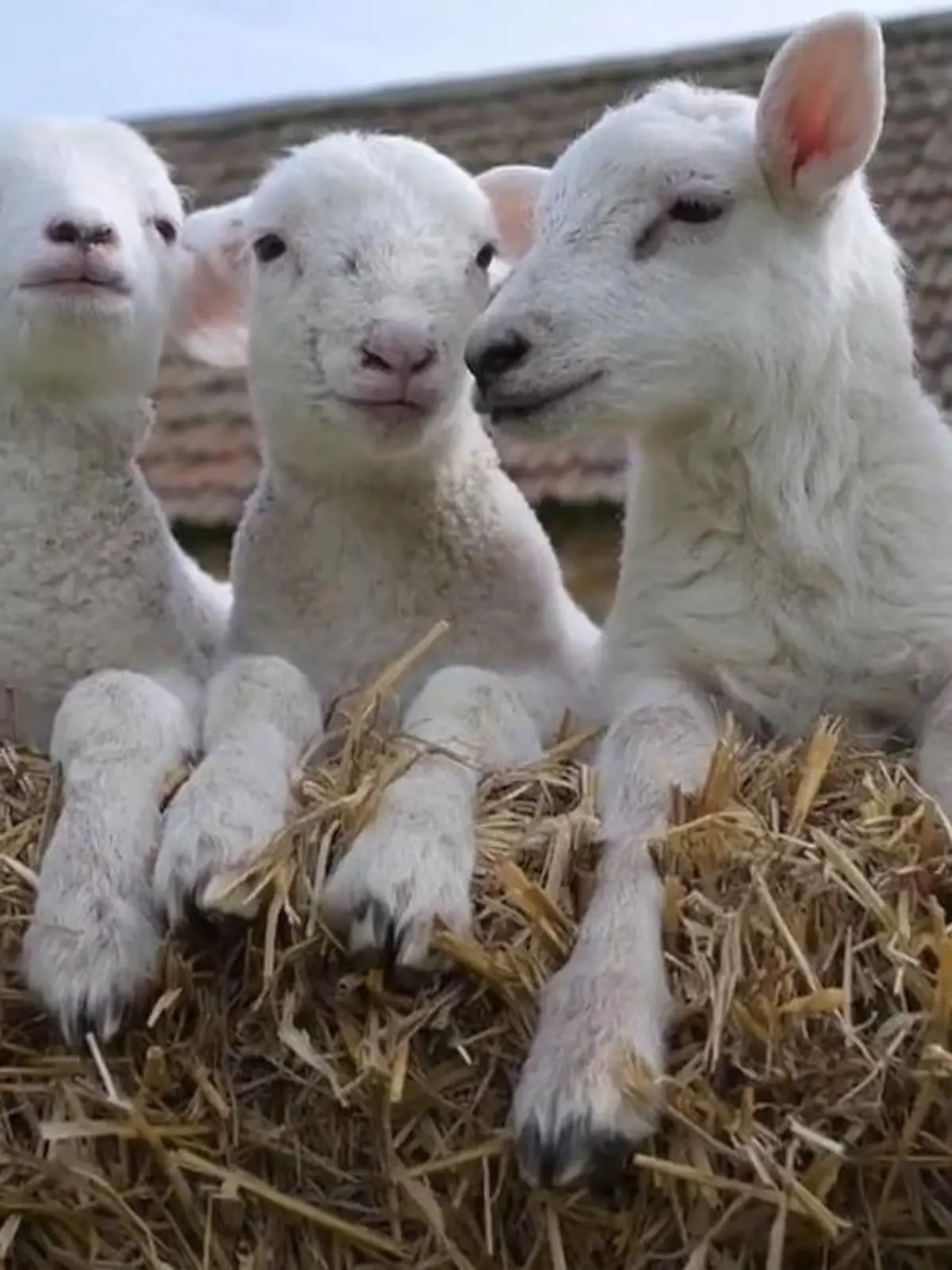 Bild zu: "Familie erlebt Wunder erneut – diese Fünflings-Geburt ist eine echte Sensation!"