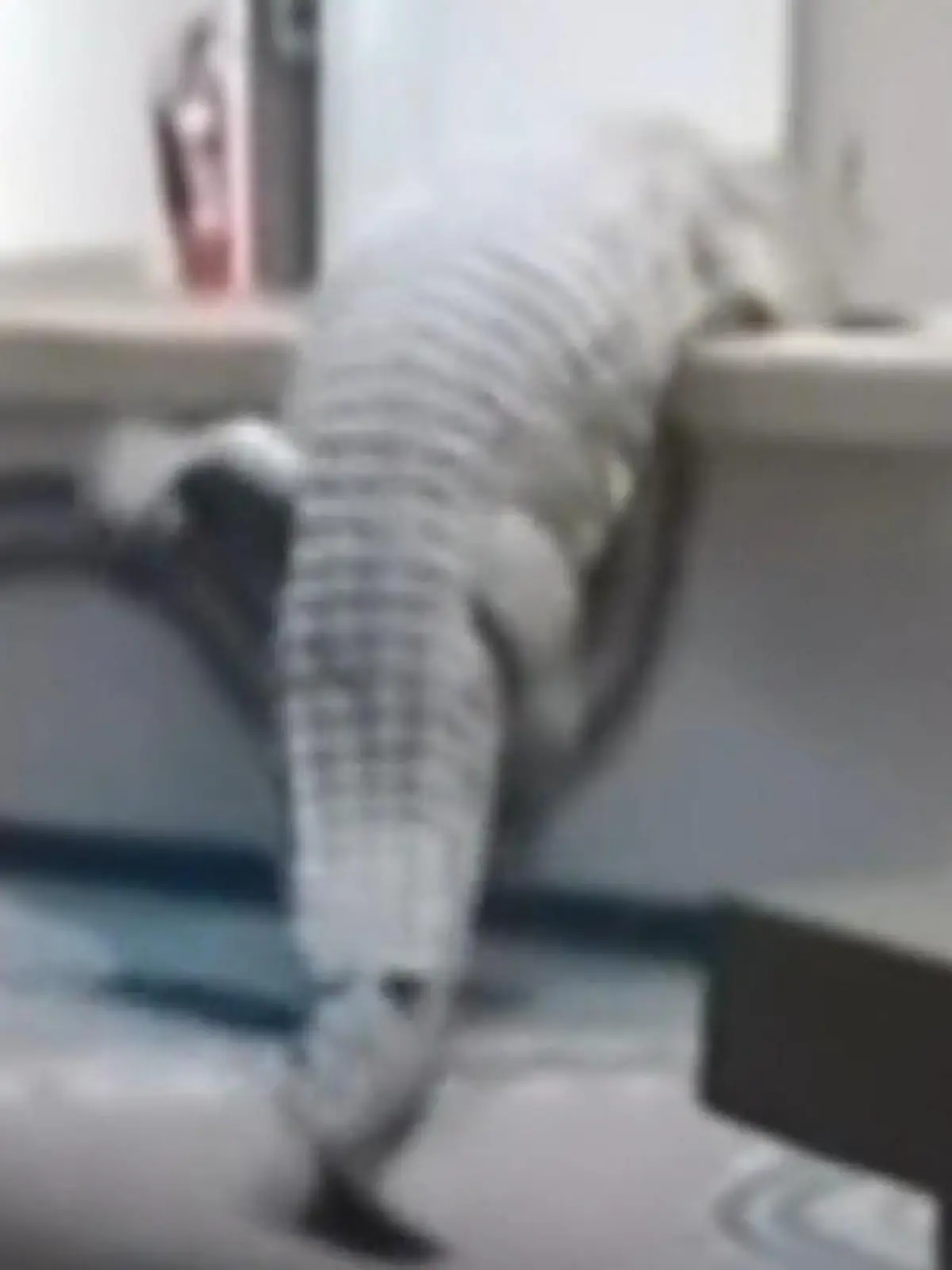 Bild zu: "Schnappi checkt ein! Drei-Meter-Kroko erklimmt Hotel-Rezeption"