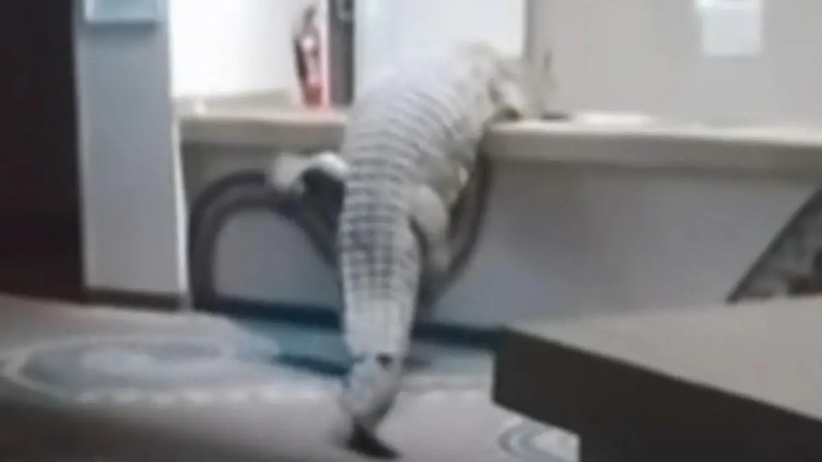 Schnappi checkt ein! Drei-Meter-Kroko erklimmt Hotel-Rezeption Ohne Buchung, aber mit Biss