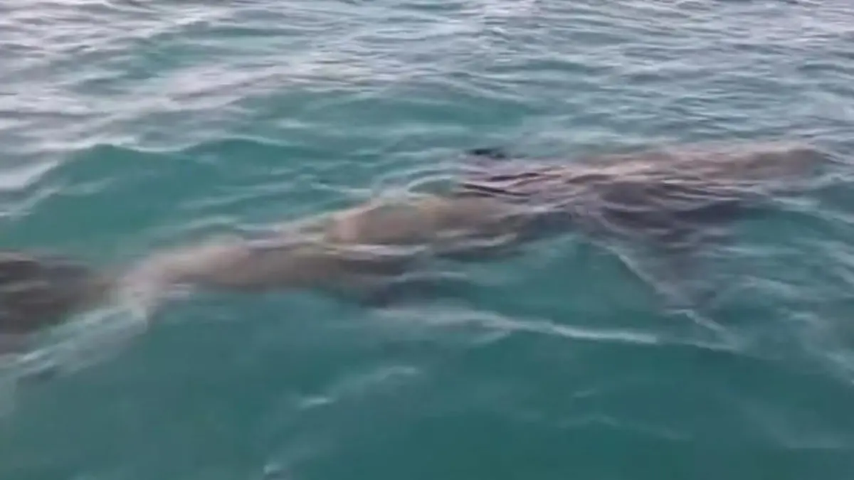 Seltene Begegnung! Fischer treffen auf DIESEN außergewöhnlichen Meeresgiganten Riesenhai vor der Mittelmeerküste