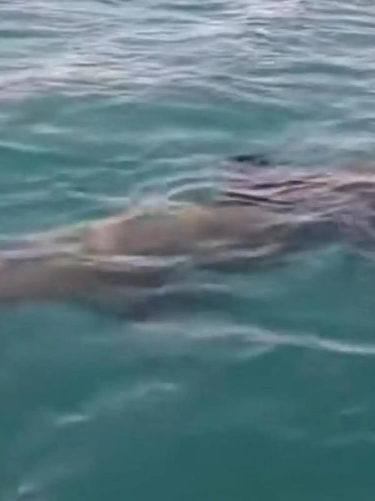 Bild zu: "Seltene Begegnung! Fischer treffen auf DIESEN außergewöhnlichen Meeresgiganten"