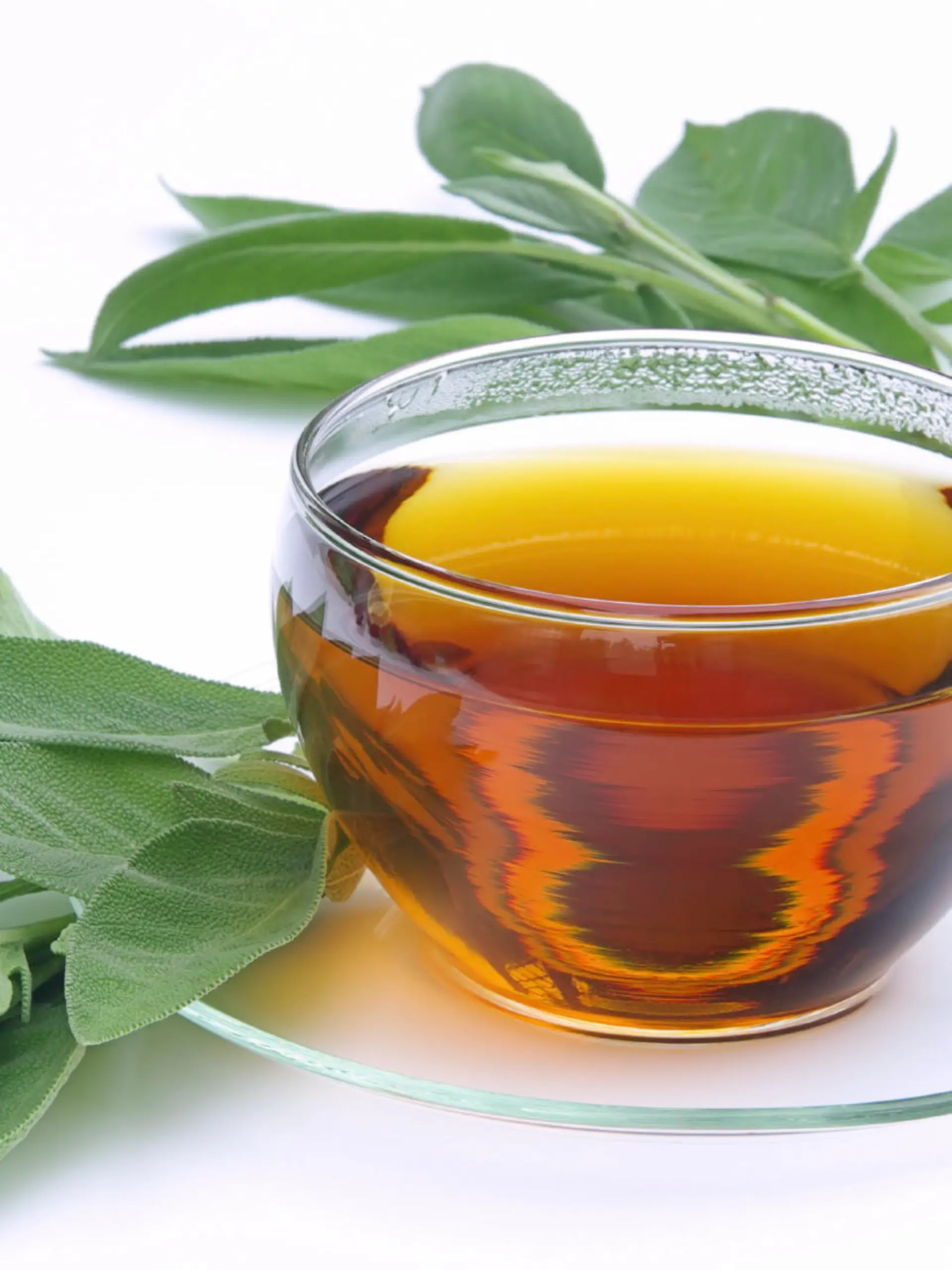 Tee Salbei - tea sage 01