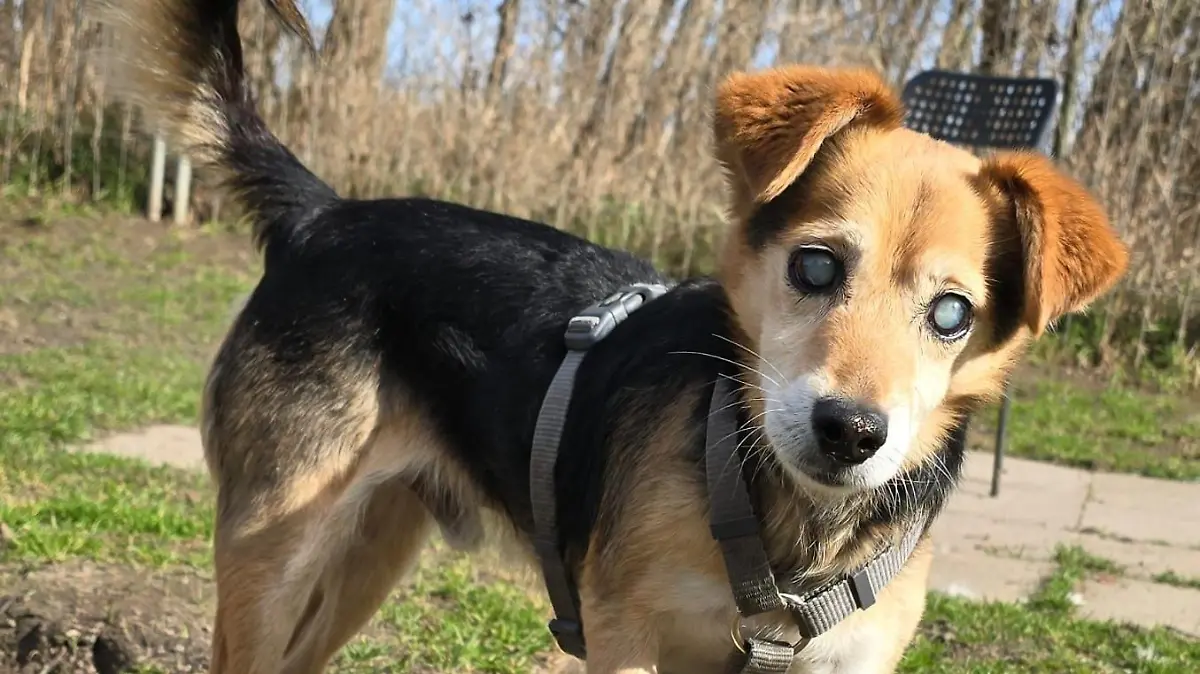Hunde-Opa Fennek liebt Kuscheleinheiten