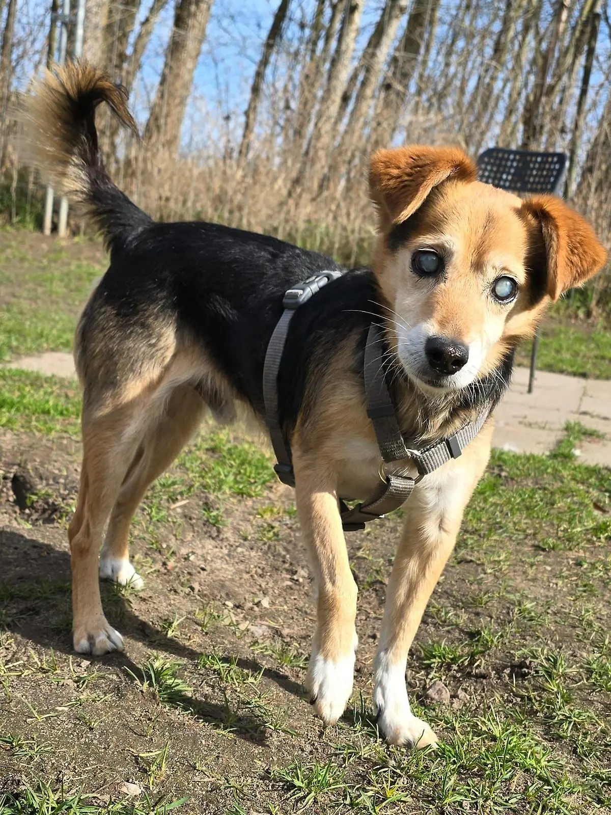 Bild zu: "Blinder Hunde-Opa Fennek landet zum zweiten Mal in Tierheim"