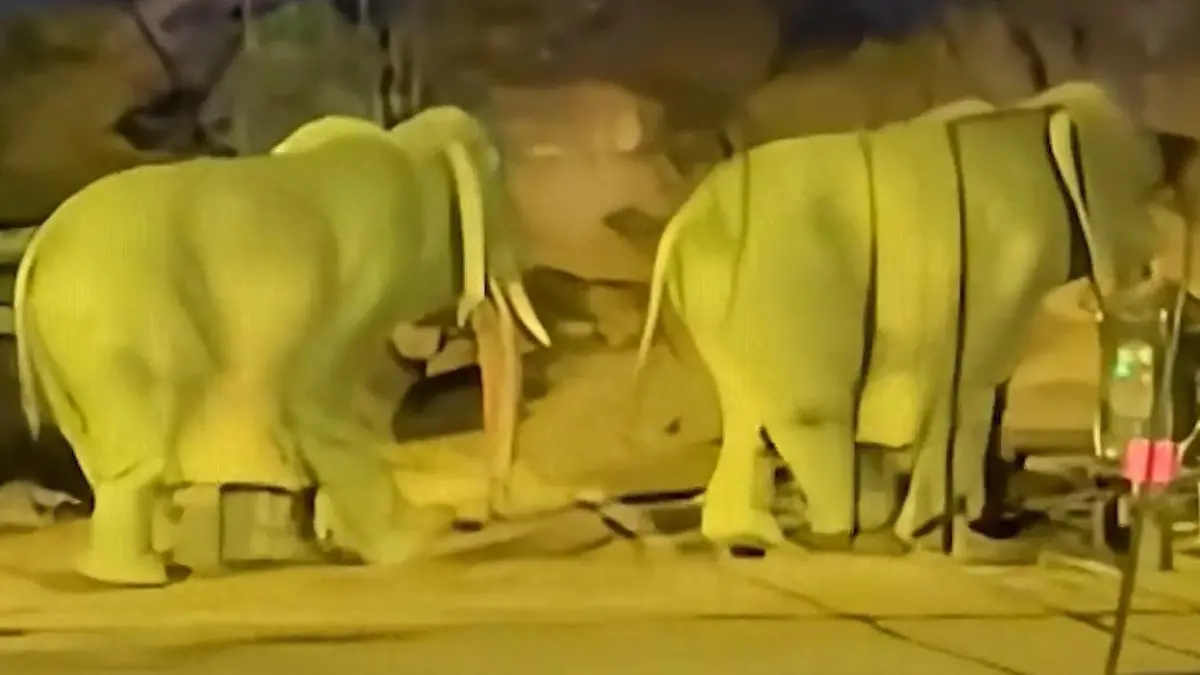 Mit DIESEN Elefanten stimmt etwas nicht – und Besucher finden es super! Törö-Täuschung im Themenpark