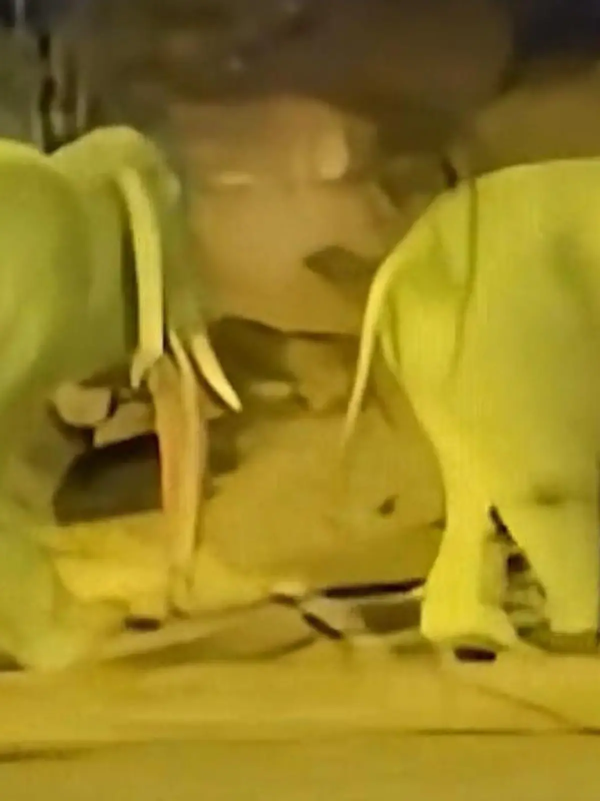 Bild zu: "Mit DIESEN Elefanten stimmt etwas nicht – und Besucher finden es super!"