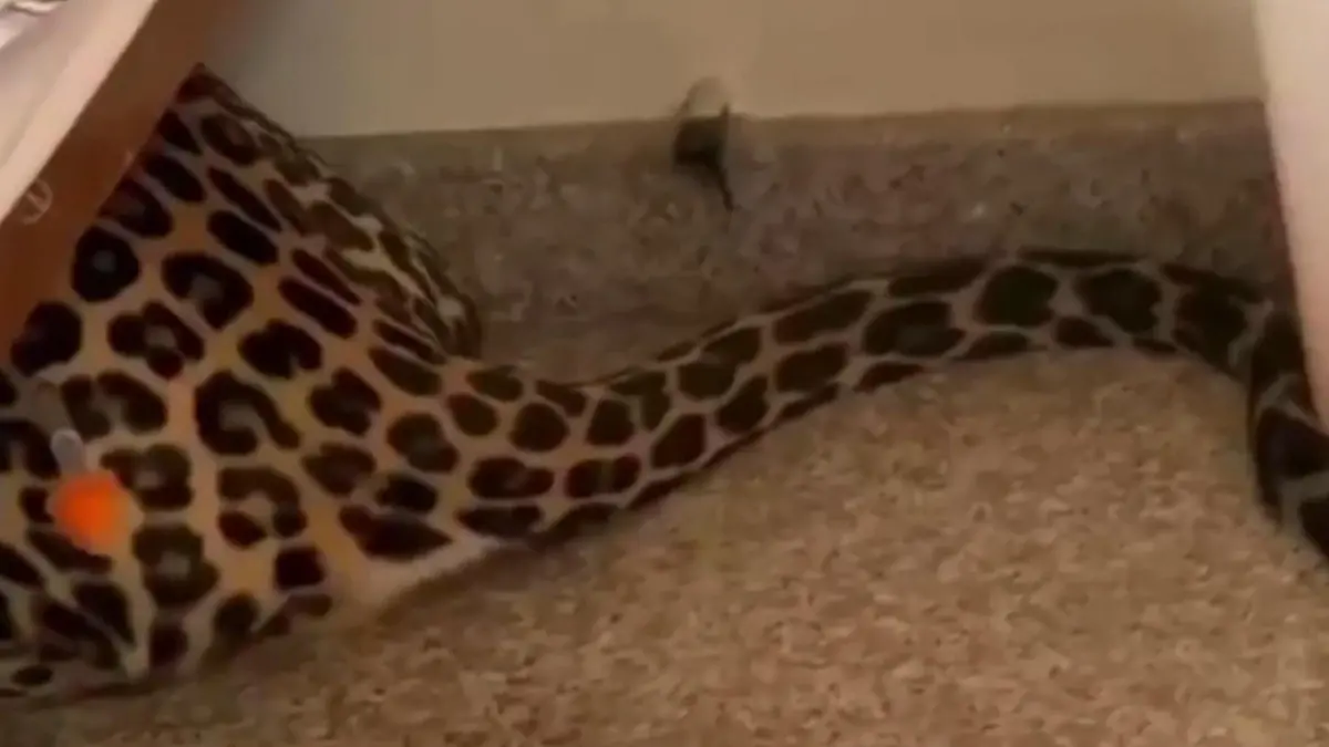 Wilder Besuch im Schlafzimmer! Leopard lauert Familie auf – unterm Bett Raubkatzen-Schock in Indien