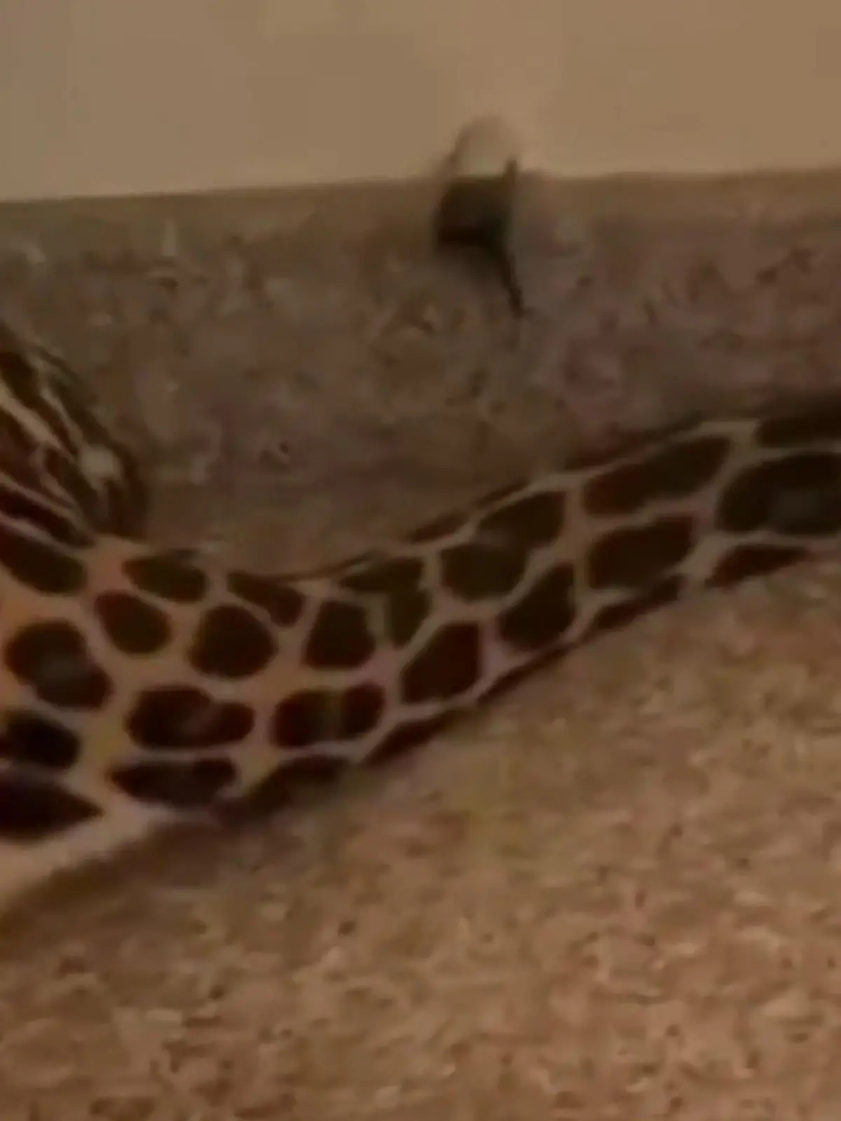 Bild zu: "Wilder Besuch im Schlafzimmer! Leopard lauert Familie auf – unterm Bett"