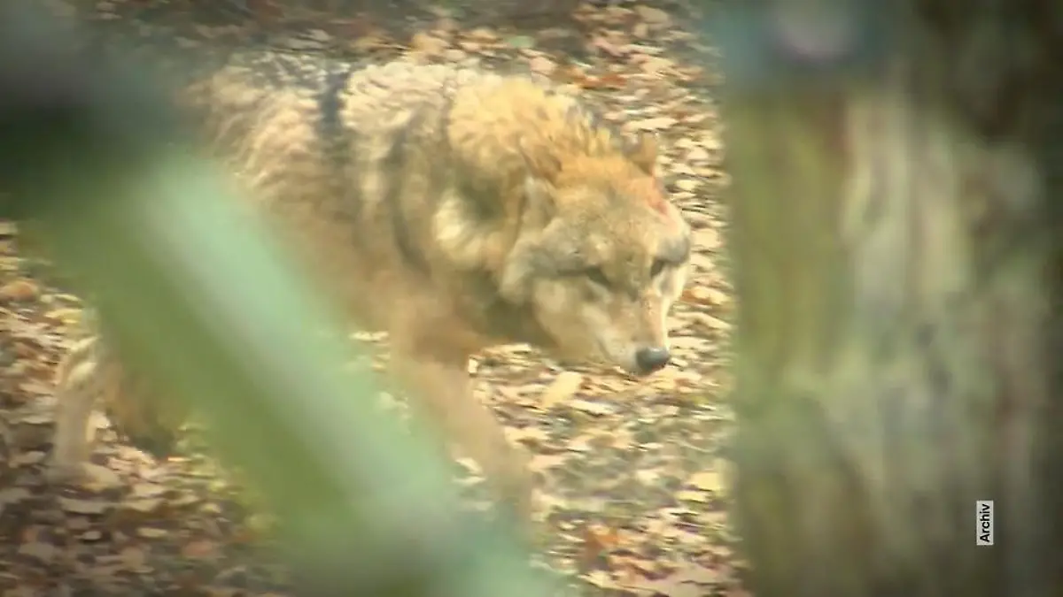 Debatte um den Wolf in NRW Lage bleibt angespannt