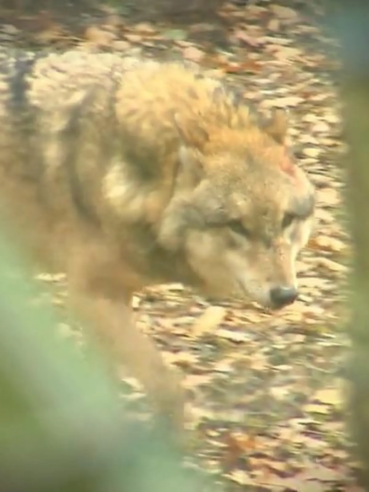 Bild zu: "Debatte um den Wolf in NRW"