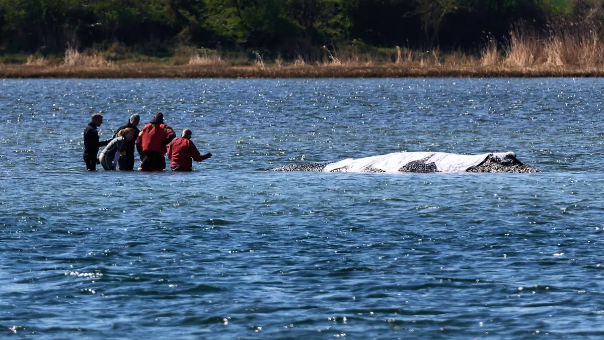 Helfer sind direkt am festliegenden Buckelwal vor der Insel Poel im Einsatz. Der bei Wismar vor drei Wochen gestrandete Buckelwal liegt weiterhin auf einer Sandbank fest. Eine private Initiative versucht seit Tagen, den Wal zu retten. +++ dpa-Bildfunk +++