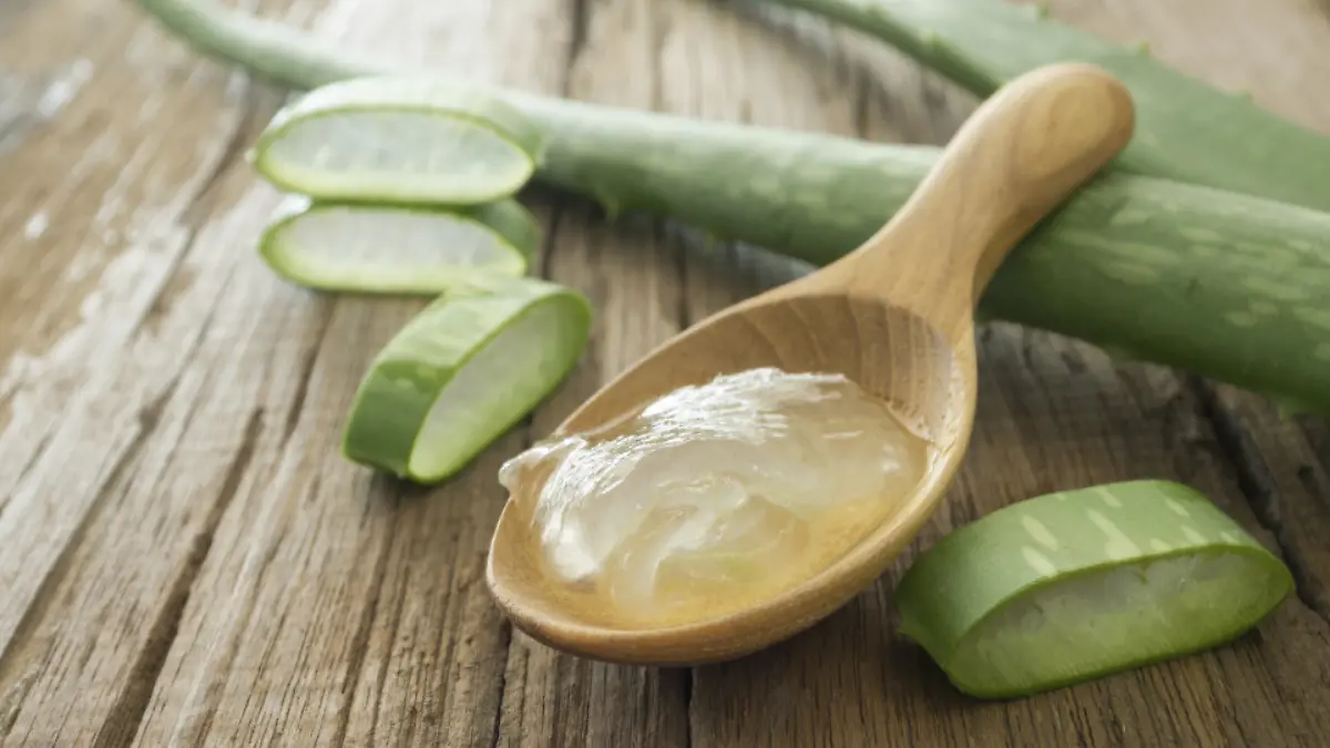 aloe vera gel on wooden spoon with aloe vera on wooden table