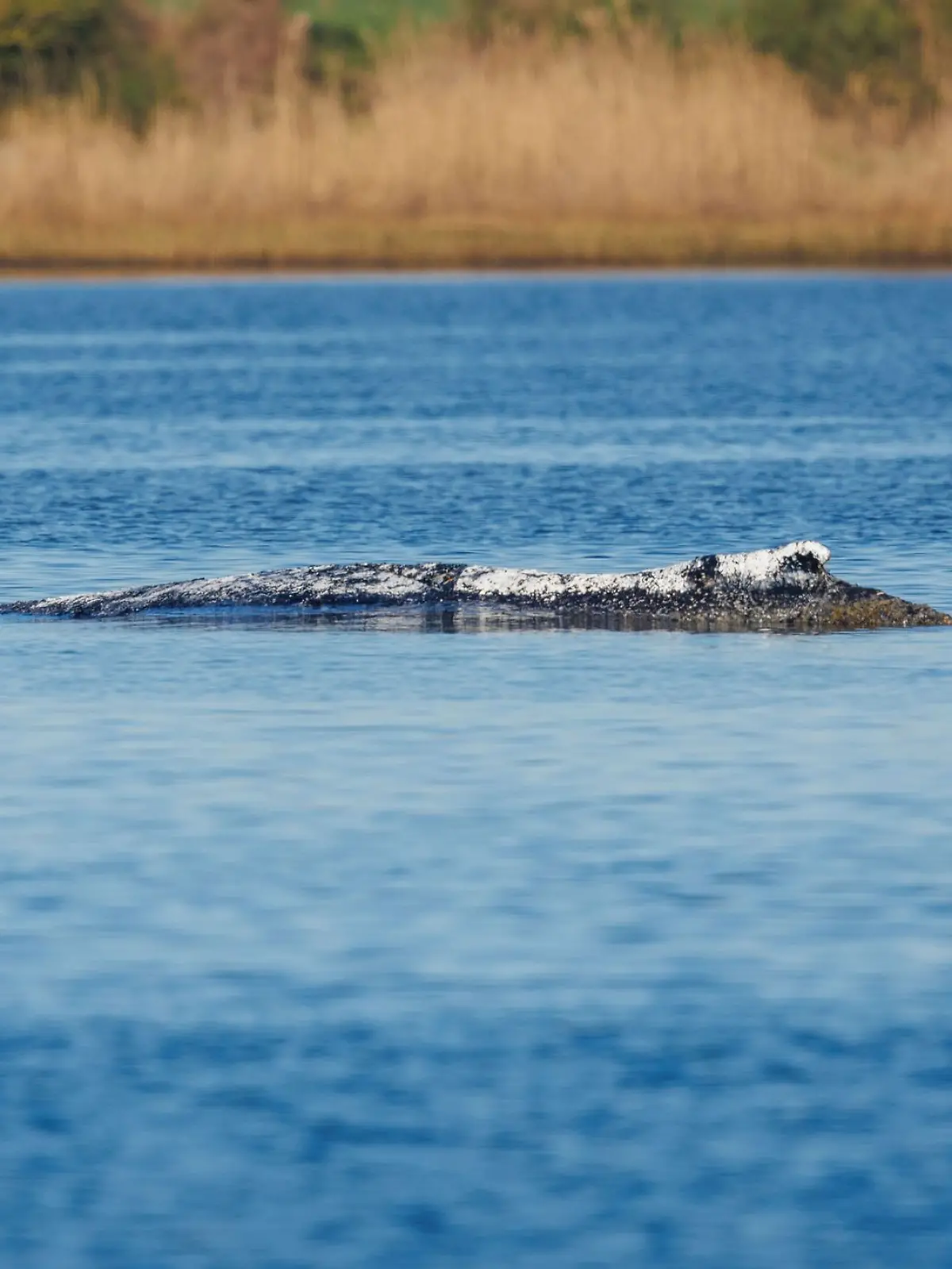 Bild zu: "„Er war nicht so aktiv” – Buckelwal liegt weiterhin in der Bucht"