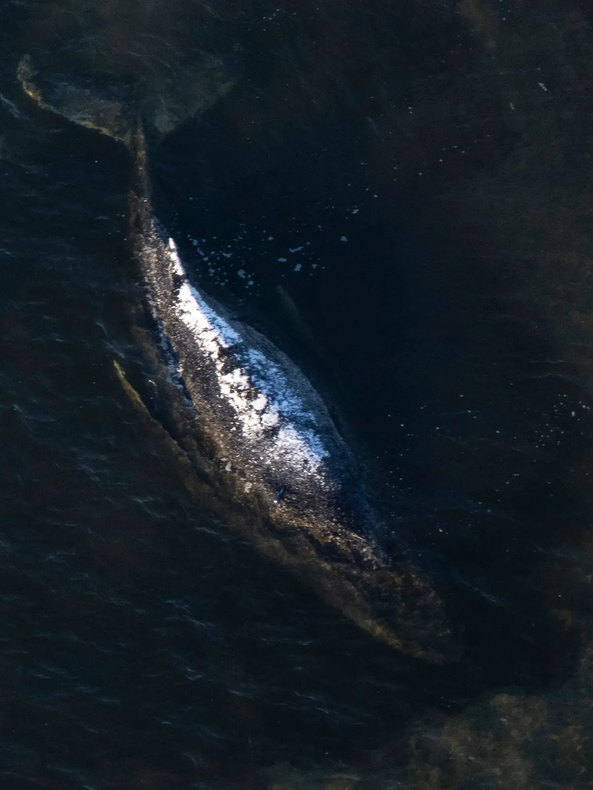 Weitere Entwicklung zum Buckelwal in der Ostsee