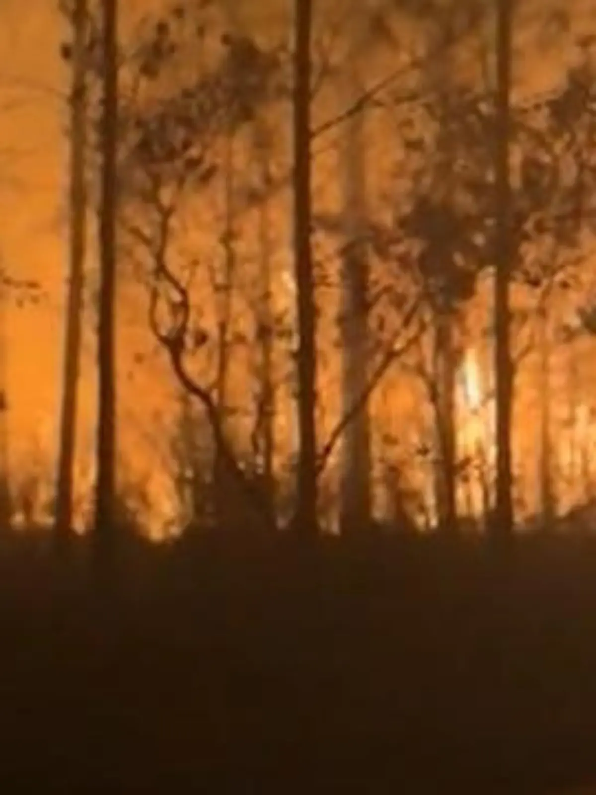Bild zu: "Waldbrände außer Kontrolle! Warnungen kommen nicht an – Tausende auf der Flucht"