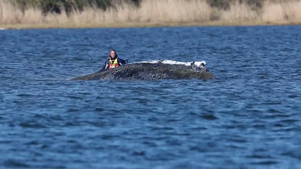 Helfer arbeiten an neuem Rettungsplan für Wal Timmy Unter Hochdruck